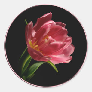Spring Double Bloom Tulip Umschlag Aufkleber Stick