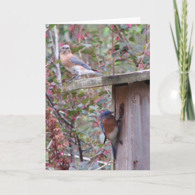 Spring Eastern Bluebirds Karte (Vorderseite)