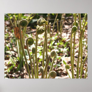 Spring Fiddlehead Ferns Nature Poster