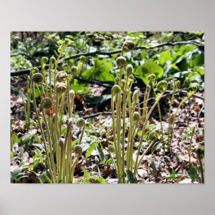 Spring Fiddlehead Ferns Nature Poster