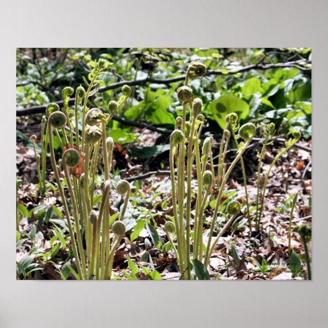 Spring Fiddlehead Ferns Nature Poster (Vorne)