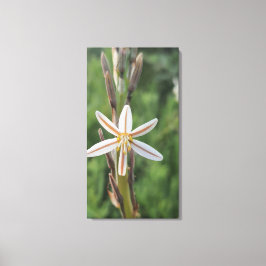 Spring flora South Africa Canvas Print Leinwanddruck