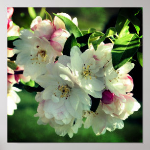 Spring Flower Crabapple Blossoms 2 Close Up Poster