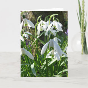 Spring Flowers Snowdrops Grußkarte Karte