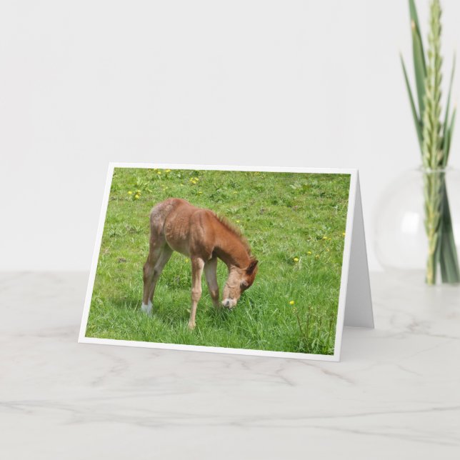 Spring foal horse card karte (Vorderseite)