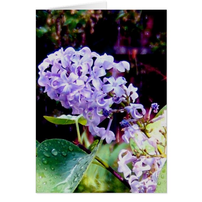 Spring Garden Lilacs (Vorne)