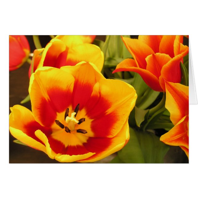 Spring Glory Tulip Card (Vorderseite (Horizontal))