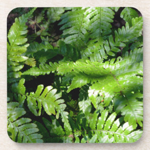 Spring Green Ferns boho botanisch Getränkeuntersetzer