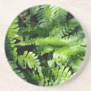 Spring Green Ferns boho botanisch Getränkeuntersetzer