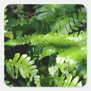 Spring Green Ferns tropische botanische Vegetation Quadratischer Aufkleber