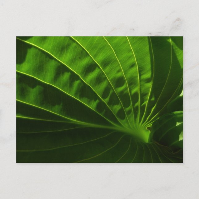Spring Green Hosta Leaf Postcard Postkarte (Vorderseite)