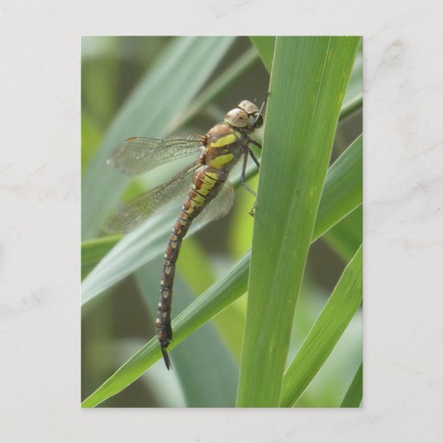 Spring Hawker Dragonfly DIY Postkarte (Vorderseite)