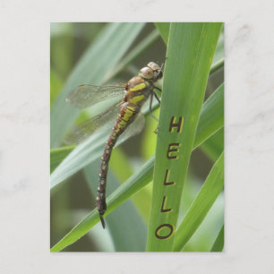 Spring Hawker Dragonfly HELLO Postcard Postkarte