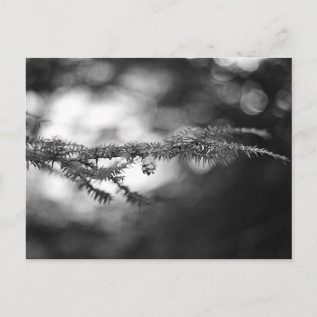 Spring Hope Pinecone Postcard Postkarte (Vorderseite)