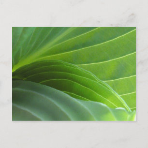 Spring Hosta Postkarte