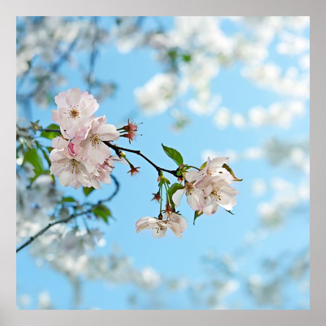 Spring Is in the Air -  Poster (Vorne)