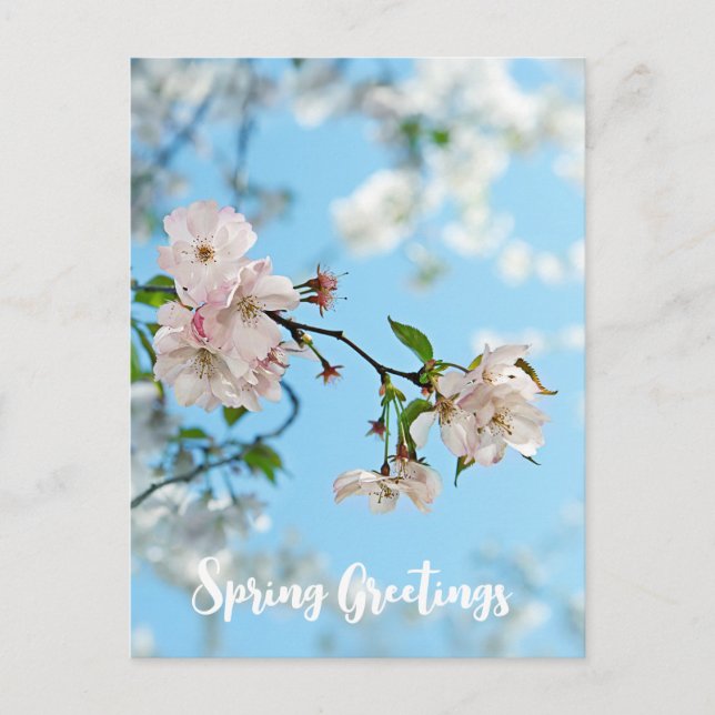 Spring Is in the Air -  Postkarte (Vorderseite)