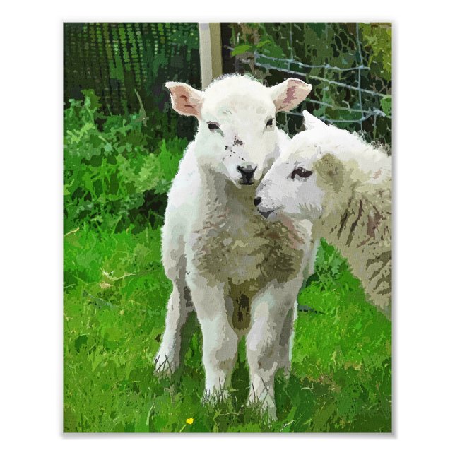 SPRING LAMBS FOTODRUCK (Vorne)