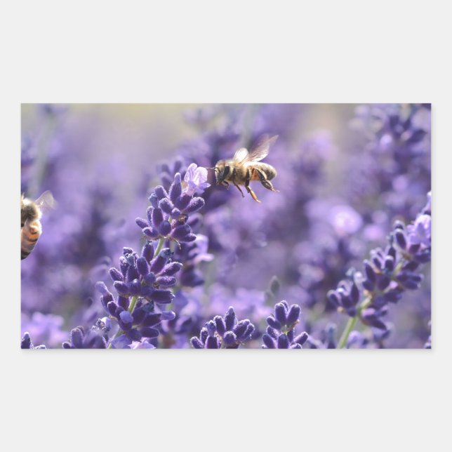 Spring Lavendel mit Lila Bienen Rechteckiger Aufkleber (Vorderseite)