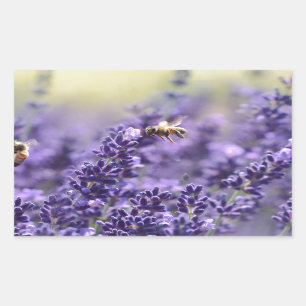 Spring Lavendel mit Lila Bienen Rechteckiger Aufkleber