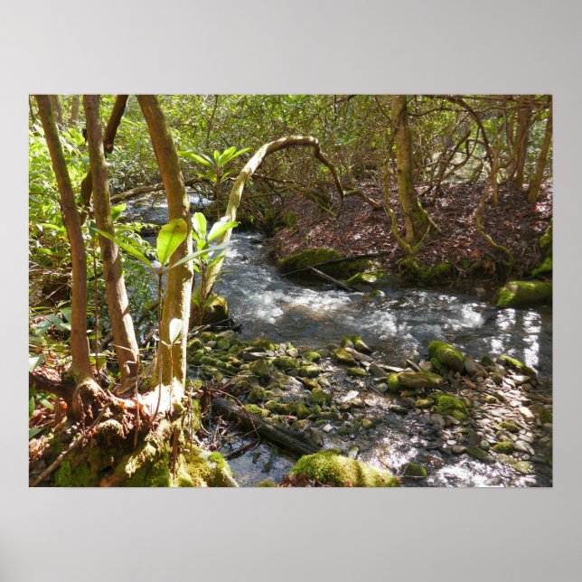 Spring Leaves at the Little Pigeon River Poster (Vorne)