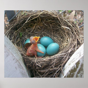 spring_new_born_firstborn poster