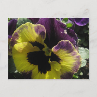 Spring Pansy Postkarte