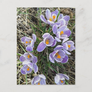 Spring Pickwick Dutch Crocus Blume Postcard Postkarte