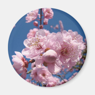 Spring Pink Blume Baumblüten Magnet Blue Sky