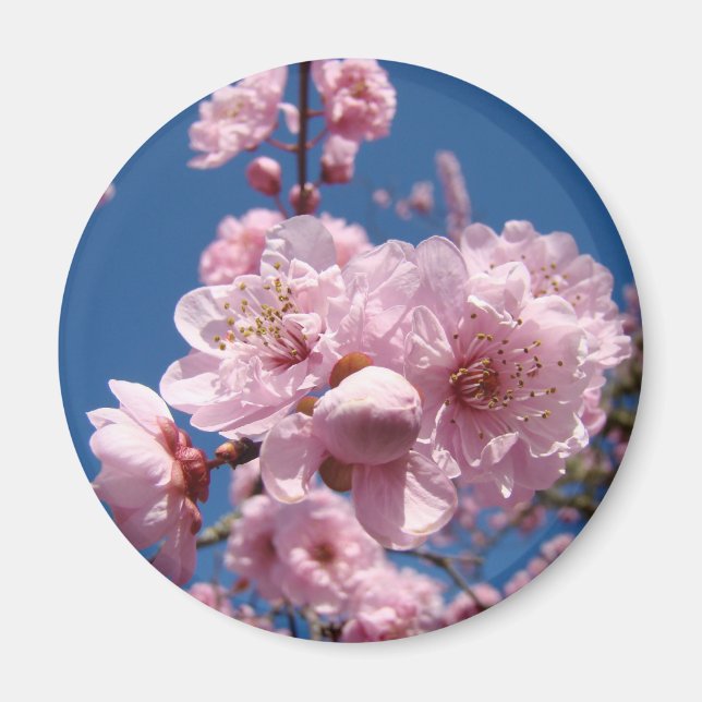 Spring Pink Blume Baumblüten Magnet Blue Sky (Vorne)