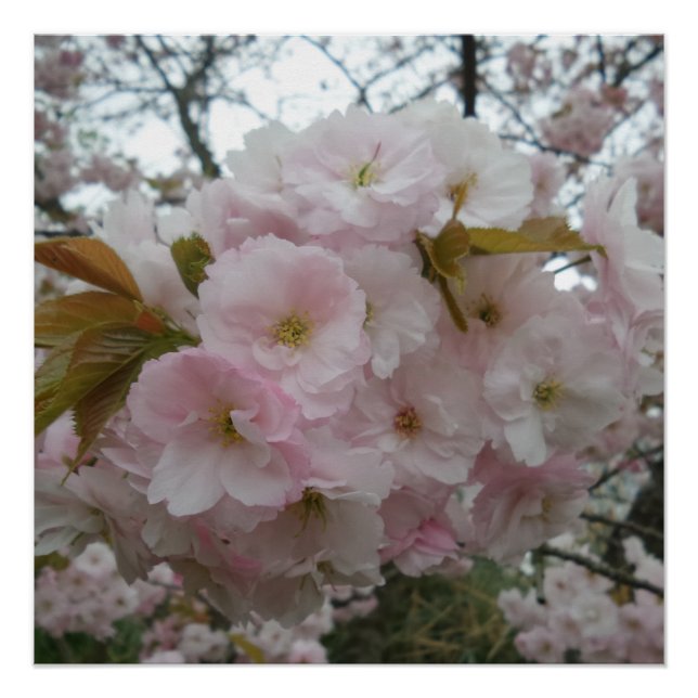 Spring Pinky Poster (Vorderseite)