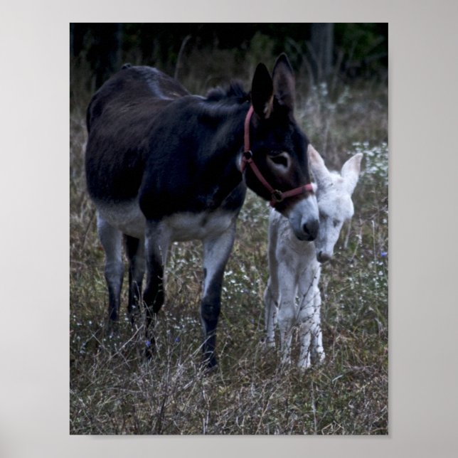 SPRING POSTER (Vorne)