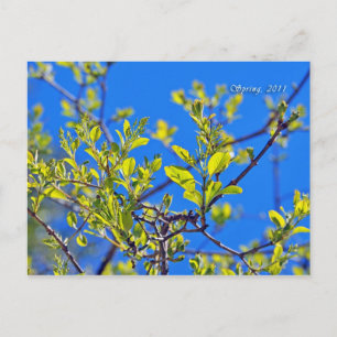 SPRING POSTKARTE