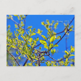SPRING POSTKARTE