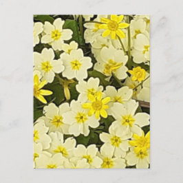 Spring Primroses Postcard Postkarte