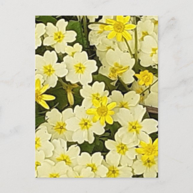 Spring Primroses Postcard Postkarte (Vorderseite)