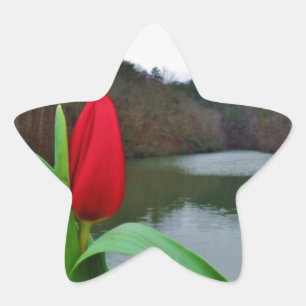 Spring Red Tulip at Lake Arrowhead Stern-Aufkleber