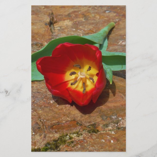 Spring Red Tulip Briefpapier (Vorderseite)
