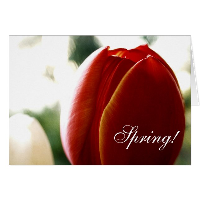 Spring Red Tulip Card (Vorderseite (Horizontal))
