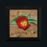Spring Red Tulip Geschenkbox<br><div class="desc">Frühlingsroter Tulip gegen einen braunen Felsen am Arrowhad-See. Foto von Sandy Closs. Ostern, Blumen, rote Blume, Frühling, Valentine, Valentine, Hochzeiten, Hochzeiten, Valentinstag</div>