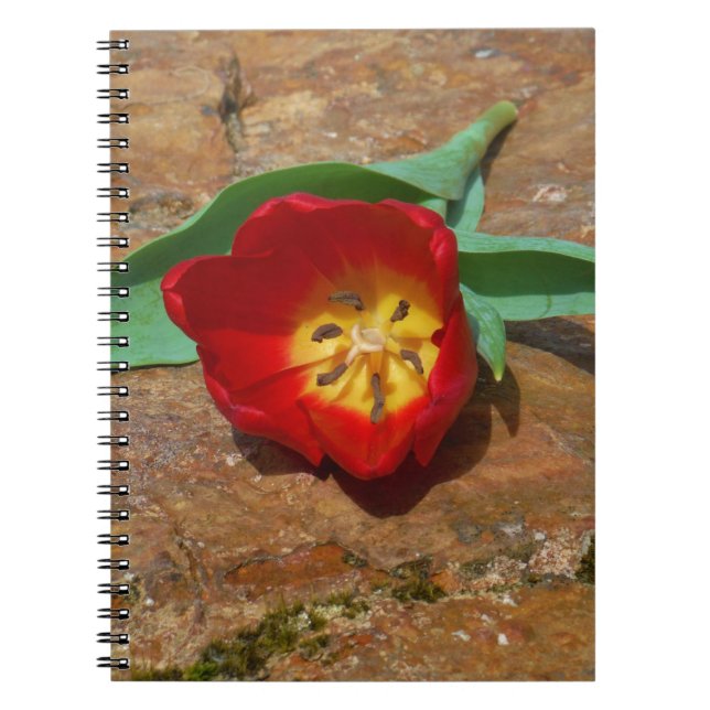 Spring Red Tulip Notizblock (Vorderseite)