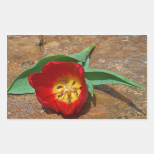 Spring Red Tulip Rechteckiger Aufkleber