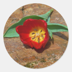 Spring Red Tulip Runder Aufkleber