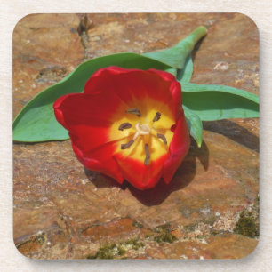 Spring Red Tulip Untersetzer