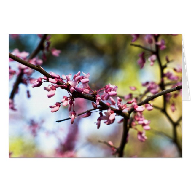 Spring Rhapsody (Vorderseite (Horizontal))