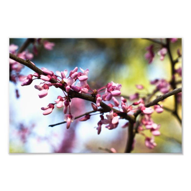 Spring Rhapsody Fotodruck (Vorne)