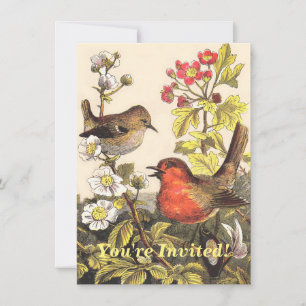 Spring Robin Birds Red Vogelbeobachtung Einladung