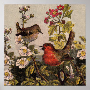 Spring Robin Birds Red Vogelbeobachtung Poster