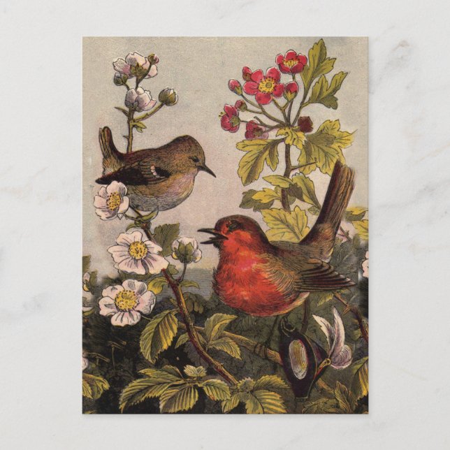 Spring Robin Birds Red Vogelbeobachtung Postkarte (Vorderseite)