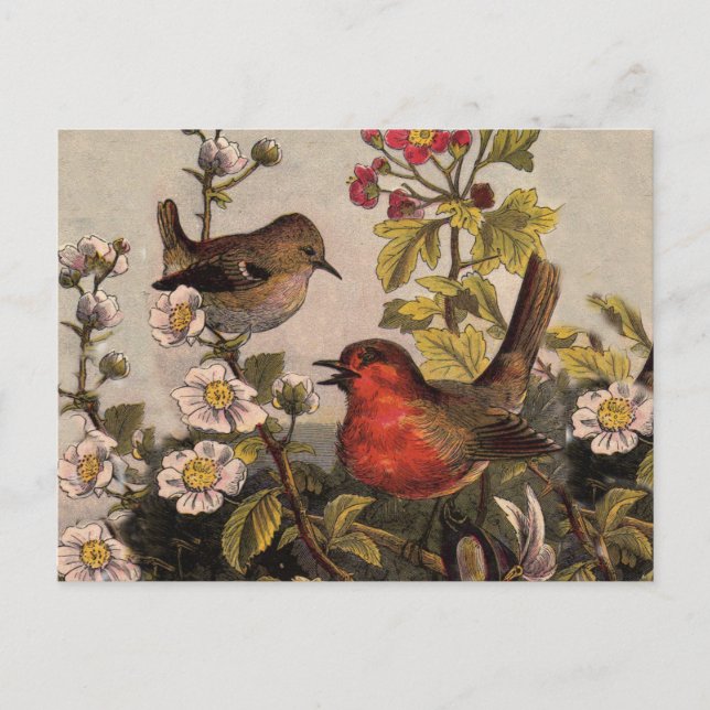 Spring Robin Birds Red Vogelbeobachtung Postkarte (Vorderseite)